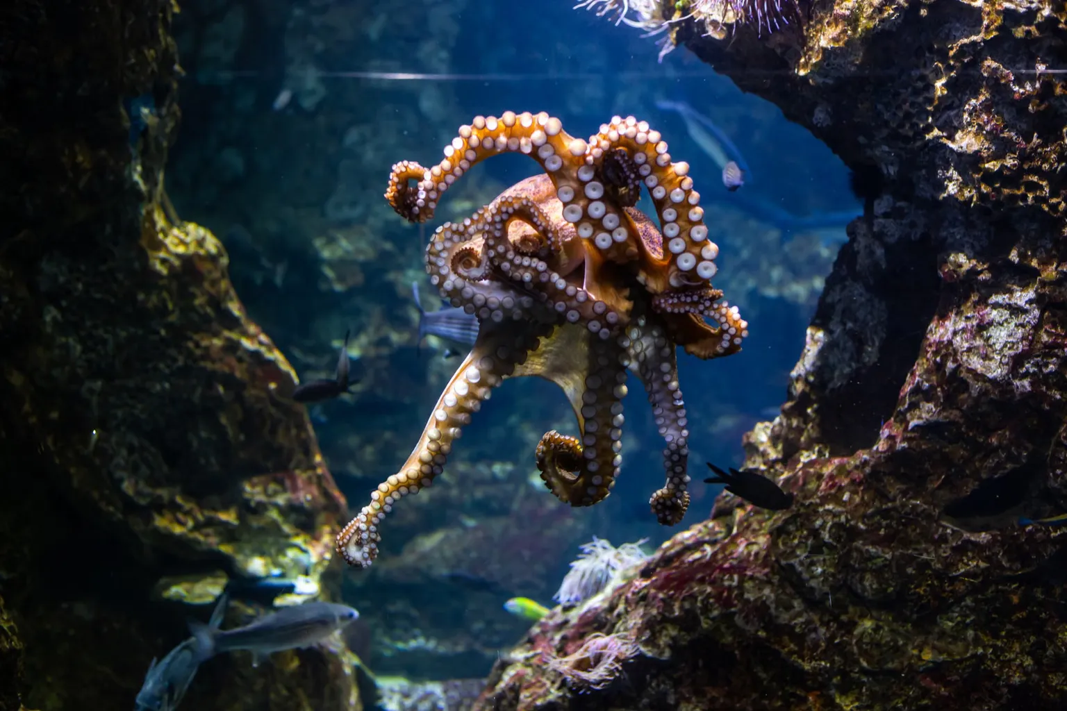 Aquarium Barcelona: Worauf beim Ticketkauf zu achten ist
