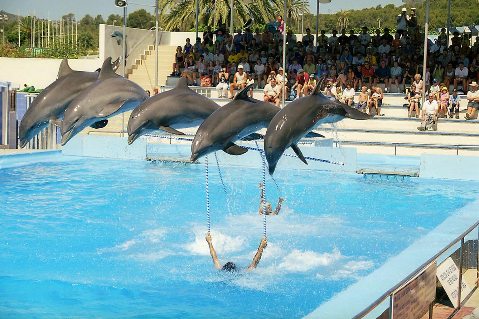 Marineland Mallorca Eintritt: Fehler beim Online-Kauf vermeiden